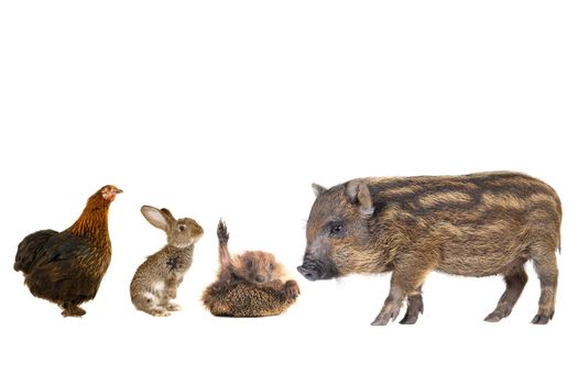 livestock  on a white background