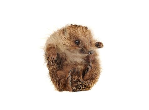 Standing hedgehog on a white background
