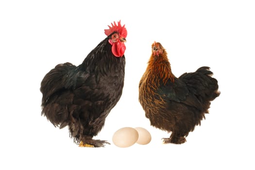  black hen on a white background