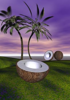 coconut and palms