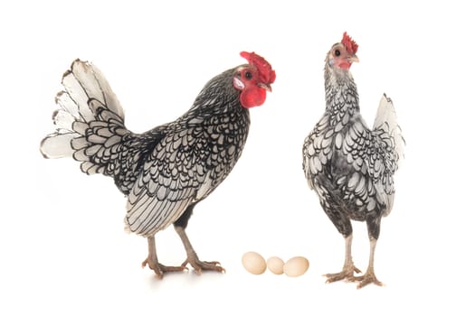  black hen on a white background