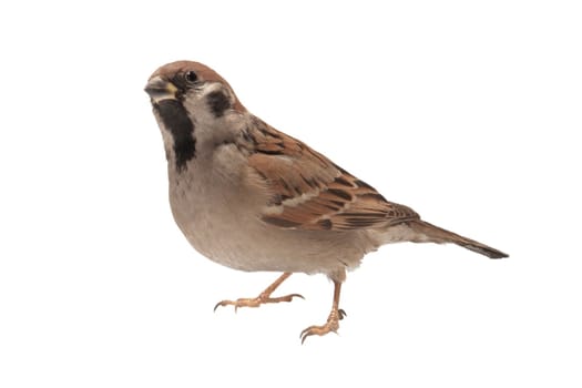 sparrow �n a white background    