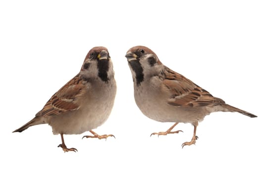 two sparrow �n a white background    