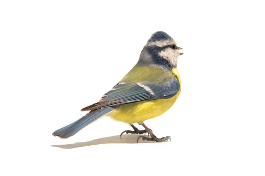 Titmouse on a white background                                  