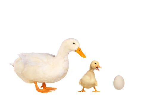  ducks on white a background           