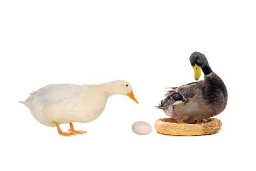  ducks on a white background           