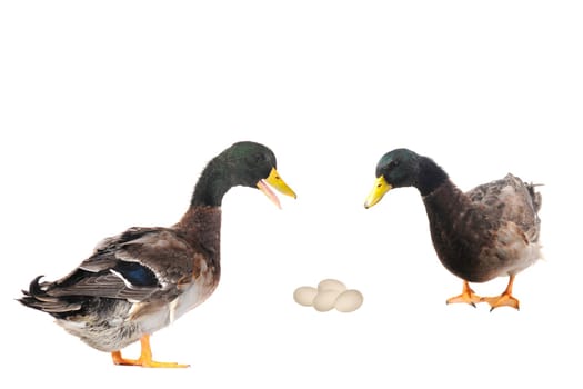  ducks on a white background           