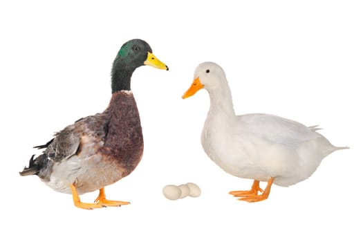 two duck on a white background           