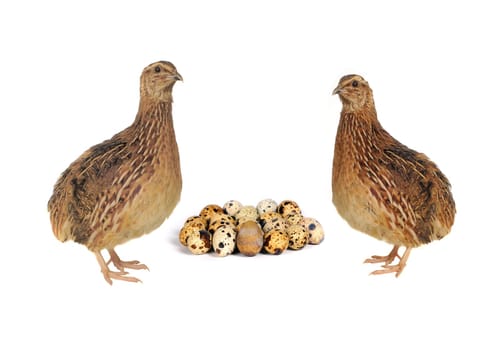 Adult quail with its eggs isolated on white background