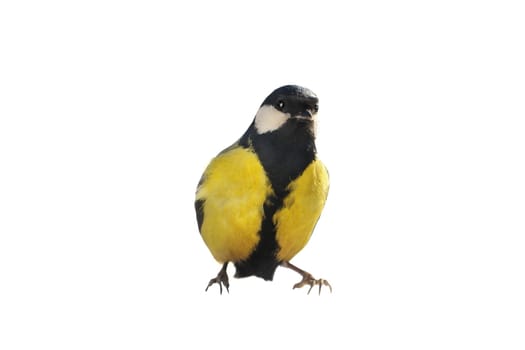 Titmouse on a white background                                  