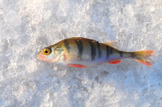 Perch fish isolated on white background
