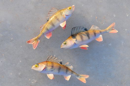 Perch fish isolated on white background