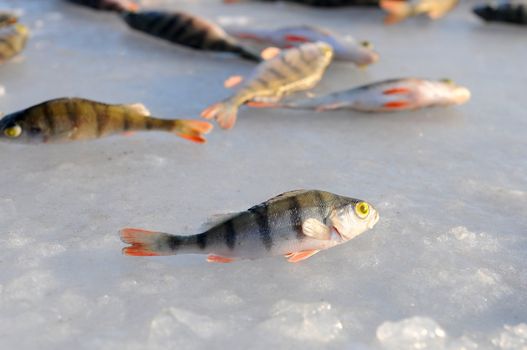 Perch fish isolated on white background