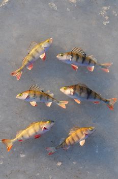 Perch fish isolated on white background