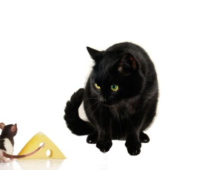 Rats and cat on a white background