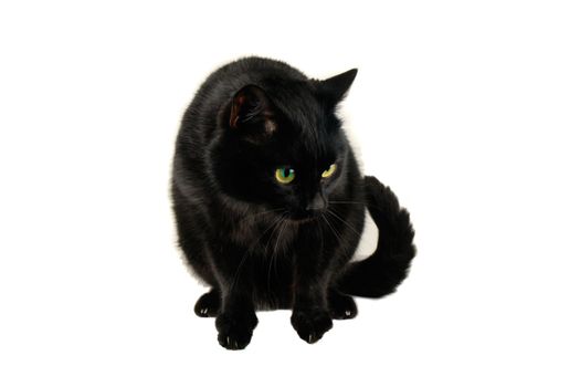 cat on a white background
