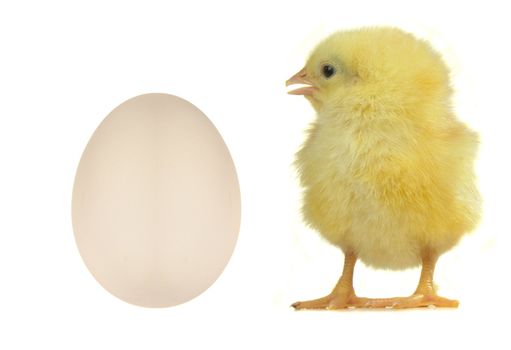 chicks on a white background                               