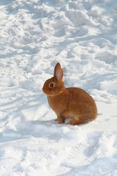 Brown a rabbit on snow