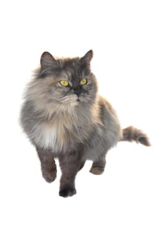  cat chinchilla on white background