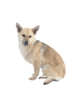 light brown a dog on a white background