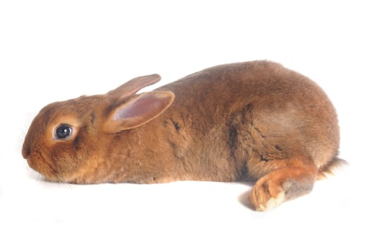 Brown Rabbit on white background