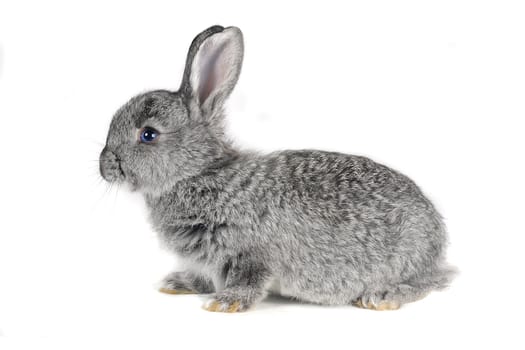 Gray rabbit with blue eyes