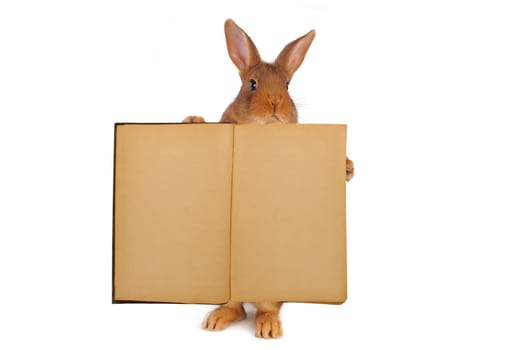 Standing rabbit with the old book