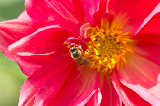 A honey bee polinating a flower while sucking nectar