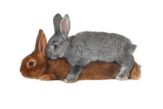 Two rabbits in front of white background