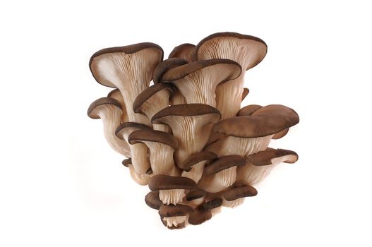 Oyster mushrooms on a white background