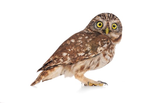 brownie  horned owl on a white background