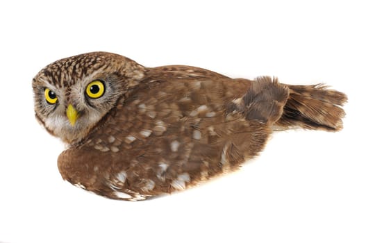 brownie  horned owl on a white background