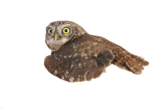 brownie  horned owl on a white background