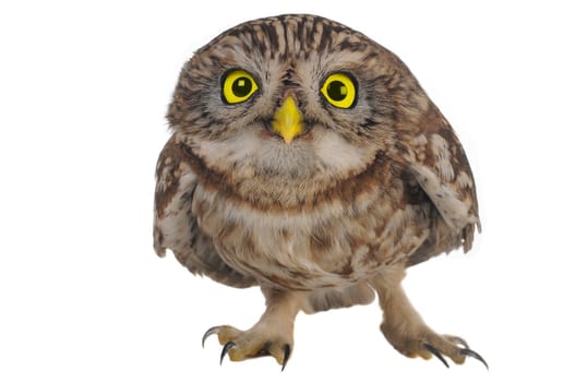 brownie  horned owl on a white background