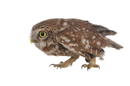 brownie  horned owl on a white background