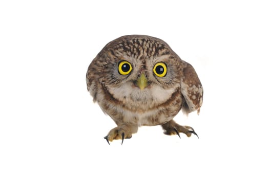 brownie  horned owl on a white background