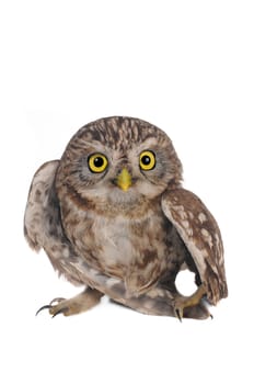 brownie  horned owl on a white background