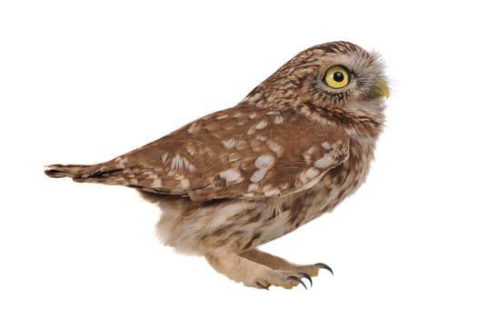 brownie  horned owl on a white background