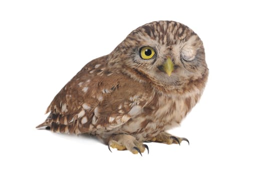 brownie  horned blinking owl on a white background