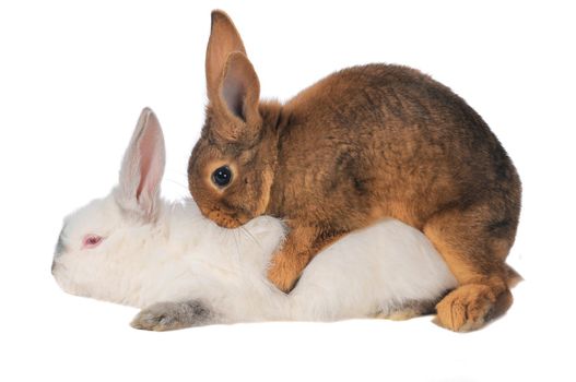 Rabbits are engaged  sex on a white background