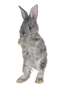 standing gray rabbit with blue eyes