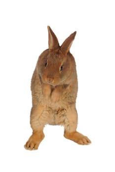 Standing, a rabbit on a white background