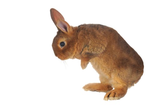 Standing, a rabbit on a white background