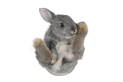 Sitting, a rabbit on a white background