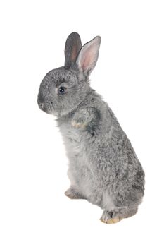 standing gray rabbit with blue eyes