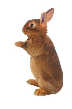 Standing, a rabbit on a white background