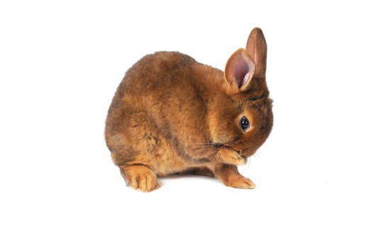 Brown Rabbit wash on white background   
wash