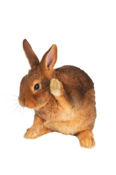 Brown Rabbit on white background