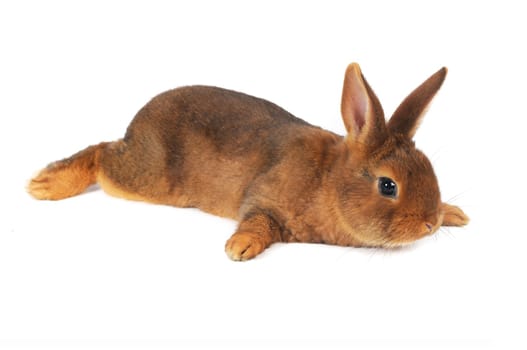 Brown Rabbit on white background