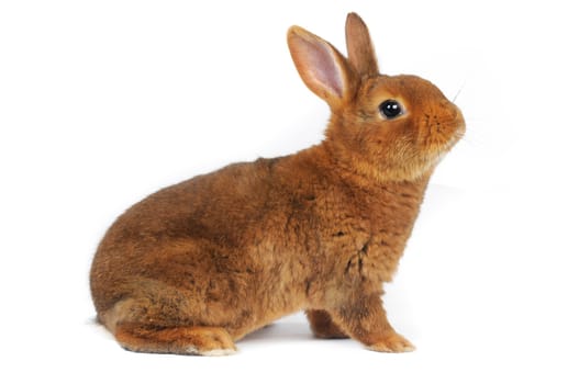 Brown Rabbit on white background